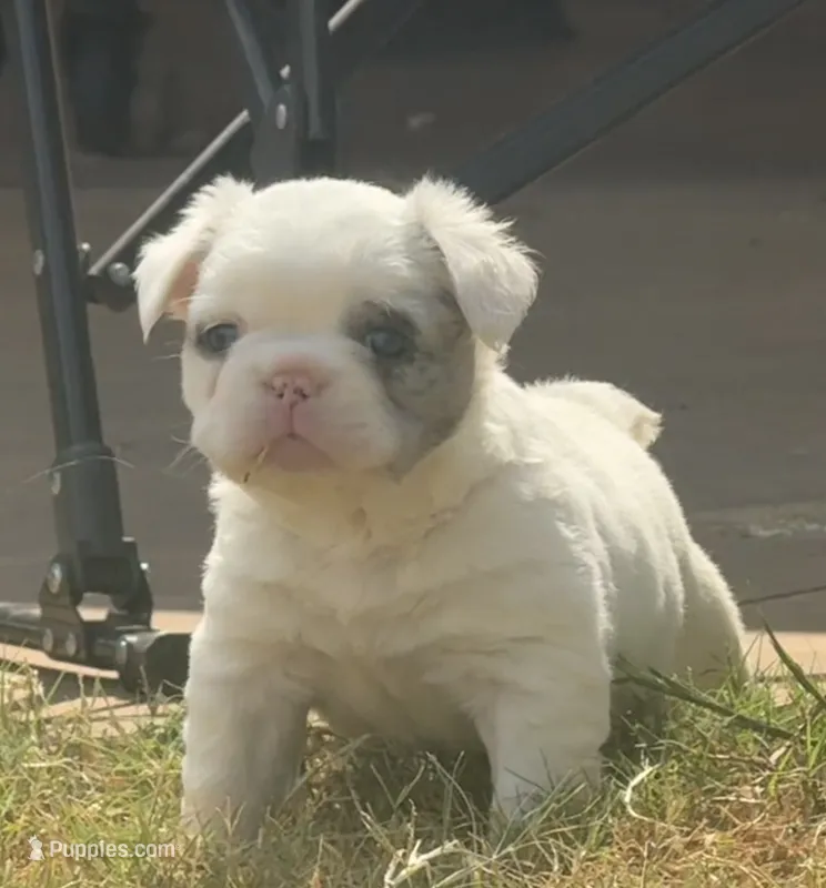 Smilin' Jack FLUFFY – French Bulldog puppy for sale in Blanchard, OK