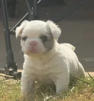 Smilin' Jack FLUFFY, a male French Bulldog for sale in Blanchard, OK – 1 of 7