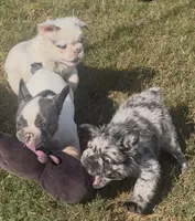 Tiny Merline FLUFFY, a male French Bulldog for sale in Blanchard, OK – 7 of 7