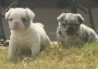 Tiny Merline FLUFFY, a male French Bulldog for sale in Blanchard, OK – 5 of 7