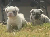 Smilin' Jack FLUFFY, a male French Bulldog for sale in Blanchard, OK – 5 of 7