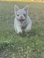 Smilin' Jack FLUFFY, a male French Bulldog for sale in Blanchard, OK – 3 of 7
