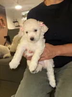 Luna , a female Maltipoo for sale in Santa Monica, CA – 2 of 5