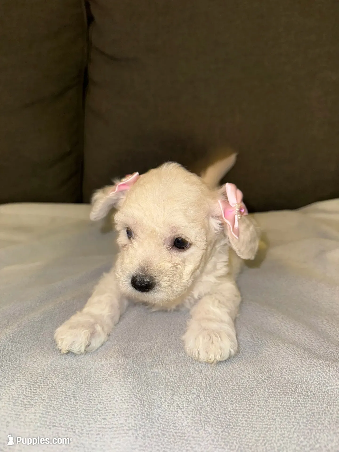 Luna , a female Maltipoo for sale in Santa Monica, CA – 4 of 5