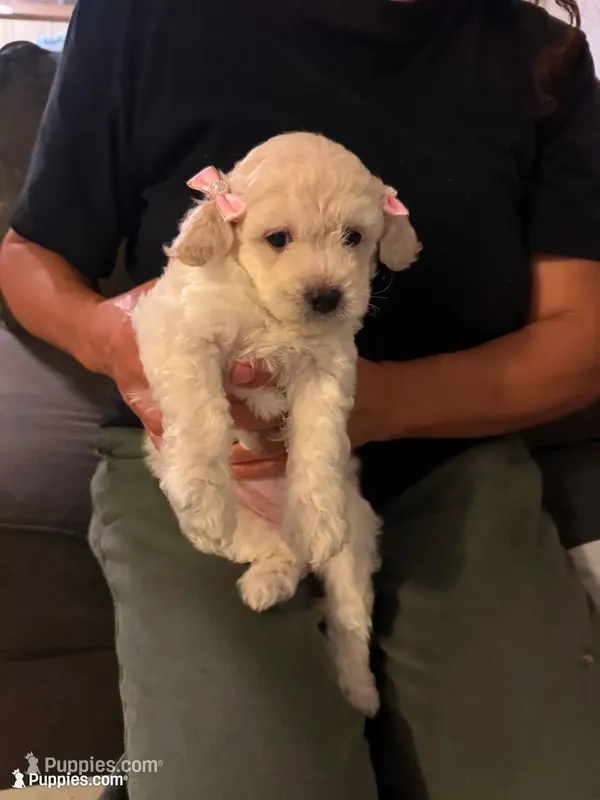 Luna , a female Maltipoo for sale in Santa Monica, CA – 1 of 5