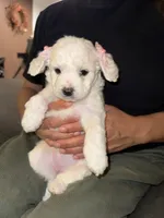 Luna , a female Maltipoo for sale in Santa Monica, CA – 3 of 5