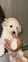 Luna , a female Maltipoo for sale in Santa Monica, CA – 5 of 5