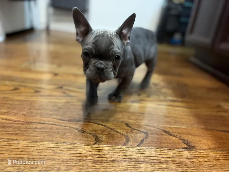 Poncho  – French Bulldog puppy for sale in District Heights, MD