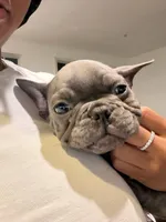 Poncho , a male French Bulldog for sale in District Heights, MD – Photo 2 of 4
