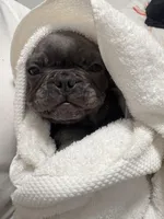 Poncho , a male French Bulldog for sale in District Heights, MD – Photo 3 of 4