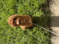 Autumn, a female Miniature Goldendoodle for sale in District Heights, MD – Photo 2 of 3
