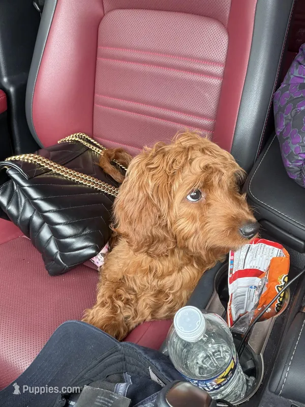 Autumn – Miniature Goldendoodle puppy for sale in District Heights, MD