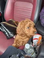 Autumn, a female Miniature Goldendoodle for sale in District Heights, MD – Photo 1 of 3