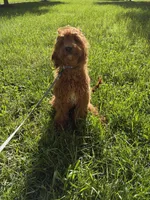 Autumn, a female Miniature Goldendoodle for sale in District Heights, MD – Photo 3 of 3