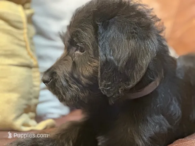 Forest Green Collar – Labradoodle puppy for sale in Titusville, FL