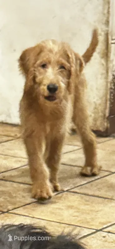 Kelly Green Collar – Labradoodle puppy for sale in Titusville, FL