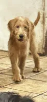 Kelly Green Collar, a male Labradoodle for sale in Titusville, FL – 1 of 1