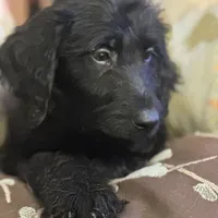 Yellow Collar, a female Labradoodle for sale in Titusville, FL – Photo 2 of 2