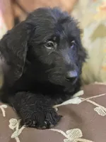 Yellow Collar, a female Labradoodle for sale in Titusville, FL – Photo 2 of 2