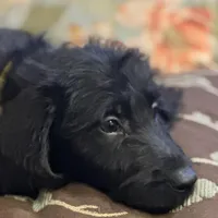 Yellow Collar, a female Labradoodle for sale in Titusville, FL – Photo 1 of 2