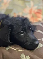 Yellow Collar, a female Labradoodle for sale in Titusville, FL – Photo 1 of 2