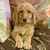 Black Collar, a female Labradoodle for sale in Titusville, FL – Photo 4 of 8