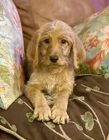 Black Collar, a female Labradoodle for sale in Titusville, FL – Photo 4 of 8