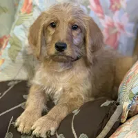 Black Collar, a female Labradoodle for sale in Titusville, FL – Photo 7 of 8