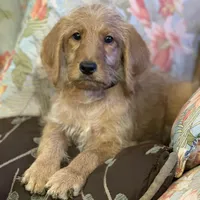 Black Collar, a female Labradoodle for sale in Titusville, FL – Photo 7 of 8