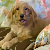 Black Collar, a female Labradoodle for sale in Titusville, FL – Photo 5 of 8