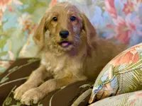 Black Collar, a female Labradoodle for sale in Titusville, FL – Photo 5 of 8