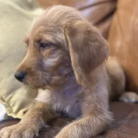 Black Collar, a female Labradoodle for sale in Titusville, FL – Photo 6 of 8
