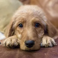 Black Collar, a female Labradoodle for sale in Titusville, FL – Photo 1 of 8