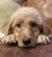 Black Collar, a female Labradoodle for sale in Titusville, FL – Photo 1 of 8