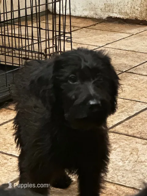 Forest Green Collar – Labradoodle puppy for sale in Titusville, FL