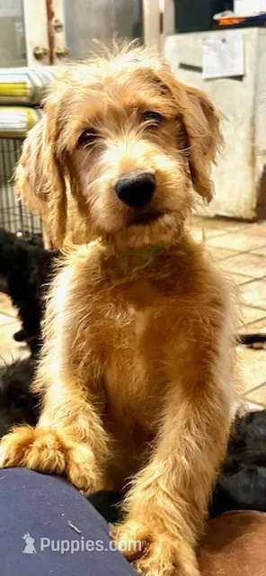 Kelly Green Collar – Labradoodle puppy for sale in Titusville, FL