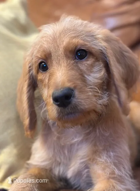 Kelly Green Collar – Labradoodle puppy for sale in Titusville, FL