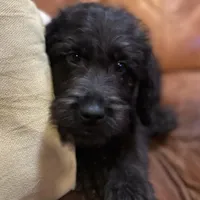 Gray Collar, a male Labradoodle for sale in Titusville, FL – Photo 3 of 7