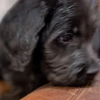 Gray Collar, a male Labradoodle for sale in Titusville, FL – Photo 5 of 7
