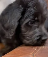 Gray Collar, a male Labradoodle for sale in Titusville, FL – Photo 5 of 7