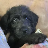 Gray Collar, a male Labradoodle for sale in Titusville, FL – Photo 4 of 7