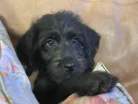 Gray Collar, a male Labradoodle for sale in Titusville, FL – Photo 4 of 7