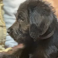 Gray Collar, a male Labradoodle for sale in Titusville, FL – Photo 2 of 7