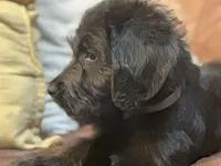 Gray Collar, a male Labradoodle for sale in Titusville, FL – Photo 2 of 7