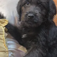 Gray Collar, a male Labradoodle for sale in Titusville, FL – Photo 7 of 7