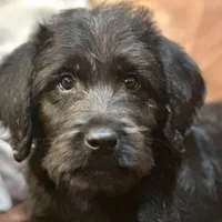 Gray Collar, a male Labradoodle for sale in Titusville, FL – Photo 1 of 7
