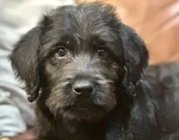 Gray Collar, a male Labradoodle for sale in Titusville, FL – Photo 1 of 7