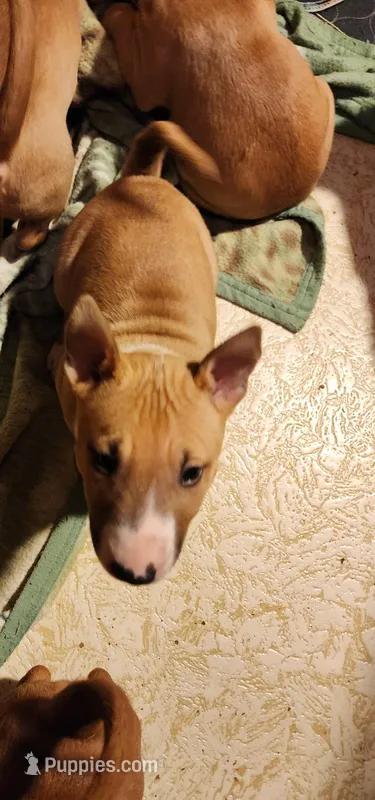 Spicy Girl  – Bull Terrier puppy for sale in Drain, OR