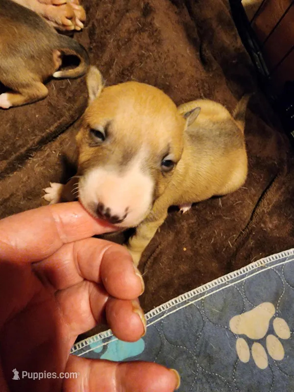 Spicy Girl  – Bull Terrier puppy for sale in Drain, OR