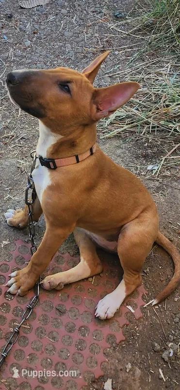 Mid Spice – Bull Terrier puppy for sale in Drain, OR